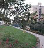 קלסטימון צהוב.jpg