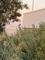 WhatsApp Image 2021-01-13 at 08.02.58.jpeg