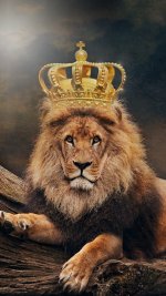 HD-wallpaper-the-king-animal-crown-lion-wild.jpg HD-wallpaper-the-king-animal-crown-lion-wild.jpg