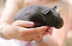 skinny-pig-08.jpg