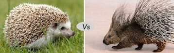 porcupine-vs-hedhehog.jpg