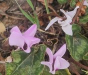 WhatsApp Image 2025-04-04 at 13.17.36 (1).jpeg