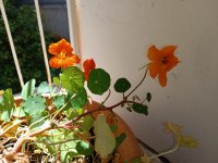 כ (1).jpg כ (1).jpg