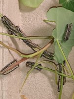 ז (2).jpg ז (2).jpg