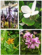 כצנלסון (2).jpg