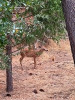 thumbnail_IMG_8249.jpg thumbnail_IMG_8249.jpg