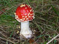 1759915527417.jpeg 1759915527417.jpeg