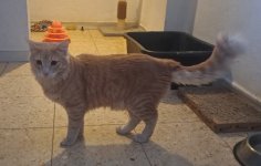 YOSI - CAT 01 - Sendy - 15-10-2025.jpg