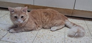 YOSI - CAT 02 - Sendy - 15-10-2025.jpg