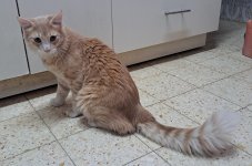 YOSI - CAT 03 - Sendy - 15-10-2025.jpg