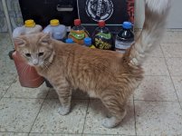 YOSI - CAT 05 - Sendy - 15-10-2025.jpg