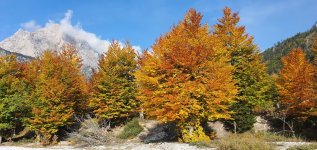 סתיו אלבני.jpg