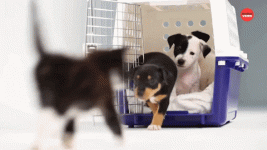 Puppies Kittens GIF by BuzzFeed.gif