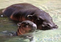 pygmy-hippo.jpg