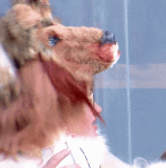 ezgif-11af11ec4bcd8c00.gif