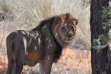 Lion_looking_back.JPG