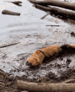 dog-labrador-dirty-stinky-party-muddle-pool-bathing.gif