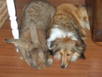 Runt_and_Paxie.jpg Runt_and_Paxie.jpg