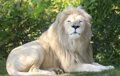white-lion.jpg