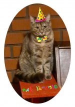 פורים שמח.jpg