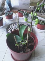 סחלב עדכון.jpg