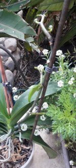 20210207_094415 -סחלב.jpg