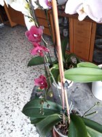 20210402_134301 (Medium).jpg