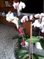 20210402_134351 (Medium).jpg