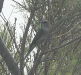 נחשולים 19.4.21 ציפור.jpg