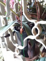 20210305_110436 (Medium).jpg