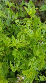 WhatsApp Image 2021-05-05 at 01.40.14.jpeg