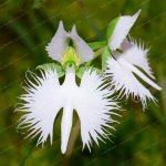 White-Dove-Orchids-bonsai-World-s-Rare-Flower-Japanese-Radiata-plant-For-Garden-Home-Planting-...jpg