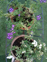 פרח גינה 1.png