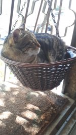 23.4.22טופי בסל א.jpg