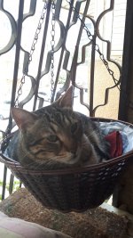 טופי בסל  ג 23.4.22.jpg