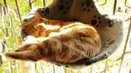 מיש מיש בערסל  26.12.2009.jpg