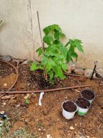 WhatsApp Image 2022-05-14 at 11.13.34.jpeg