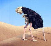 Ostrich in the Sand(1).jpg