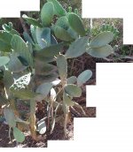 IMG_20220613_151858_.jpg IMG_20220613_151858_.jpg