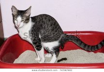 cats-going-defecate-red-tank-600w-747087802.jpg