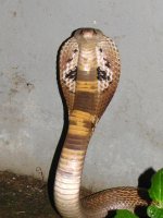 1200px-The_Binocellate_Cobra_(Naja_naja)_08.jpg