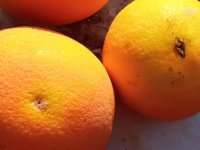 orange2.jpg
