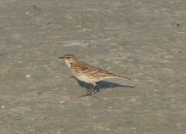 מעין צבי 13.11.20.jpg