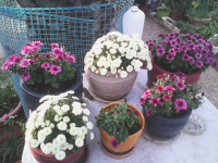 כריזנטמה סתיו 2020.png