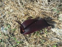 אחילוף  ק.jpg