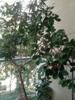 IMG_20220903_140917.jpg