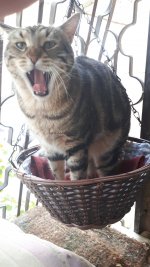 פיהוק הנמר אפ.22.jpg פיהוק הנמר אפ.22.jpg