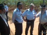 פרדס האתרוגים של גורליק.jpg