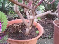 קולאוס גבעול.jpg