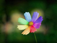 colorful-flower-29.jpg